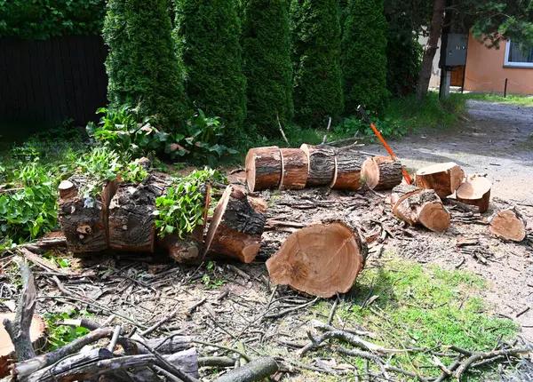 Tree Cutting Service for Overgrown and Hazardous Trees